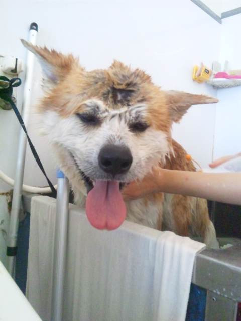 まろちゃん 山形市ペットサロンわんニャンシャンプー