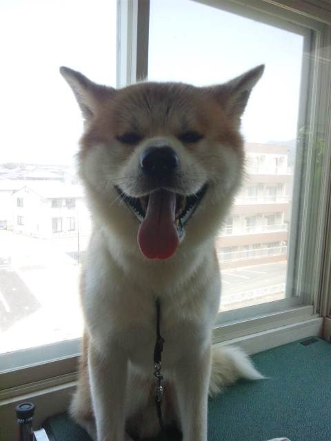 まろちゃん 山形市ペットサロンわんニャンシャンプー