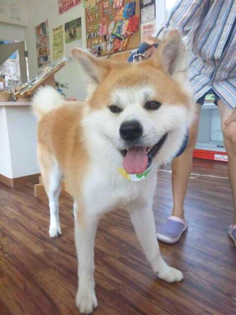 まろちゃん 山形市ペットサロンわんニャンシャンプー