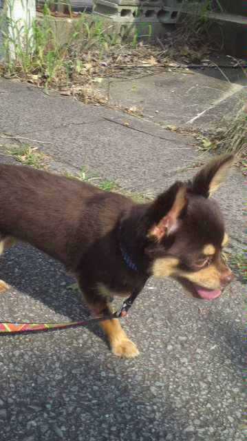 ココアちゃん 山形市ペットホテル わんニャンシャンプー