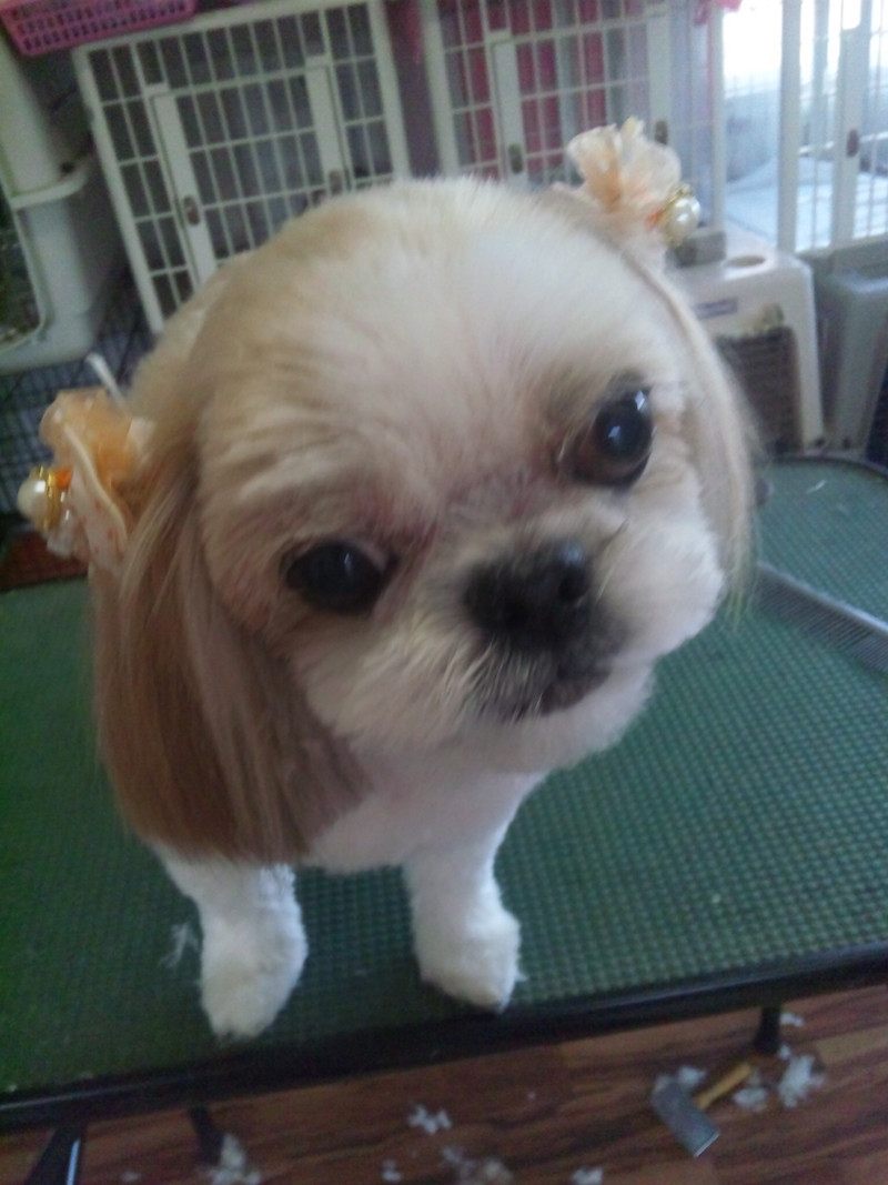 パルちゃん&パンチちゃん 山形市 ペットサロン わんニャンシャンプー