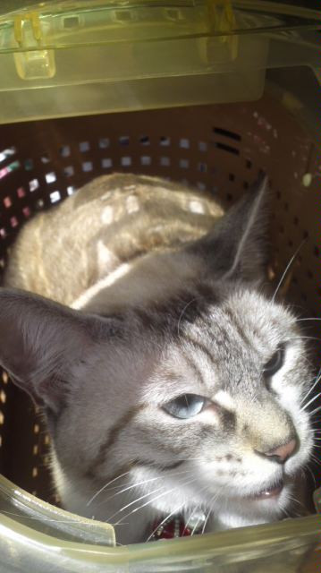 ゆとりちゃん 山形市ペットサロンわんニャンシャンプー