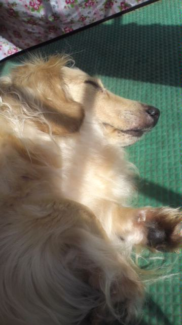 ミルちゃんクーちゃん 山形市 ペットホテル わんニャンシャンプー