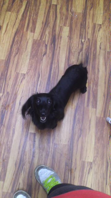 ミルちゃんクーちゃん 山形市 ペットホテル わんニャンシャンプー