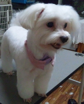 ポコタくんプータくん  山形市ペットサロンわんニャンシャンプー