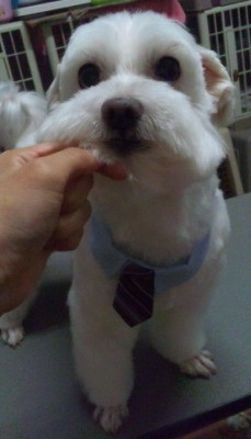 ポコタくんプータくん  山形市ペットサロンわんニャンシャンプー