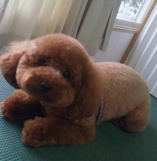 ハナちゃん 山形市ペットサロンわんニャンシャンプー