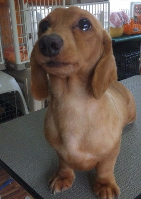 うぶちゃん、たらちゃん 山形市ペットサロンわんニャンシャンプー