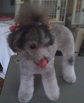 hinaちゃん 山形市ペットサロンわんニャンシャンプー