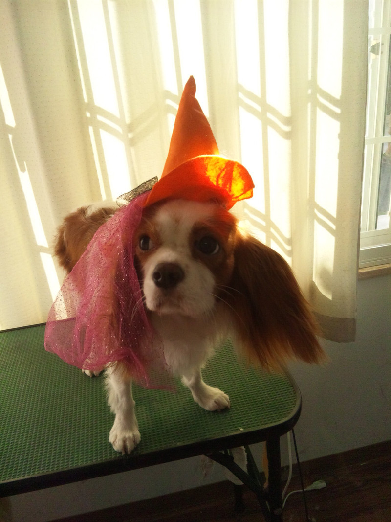 ココちゃん 山形市 ペットサロン わんニャンシャンプー