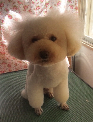 プー一家さん 山形市ペットサロンわんニャンシャンプー