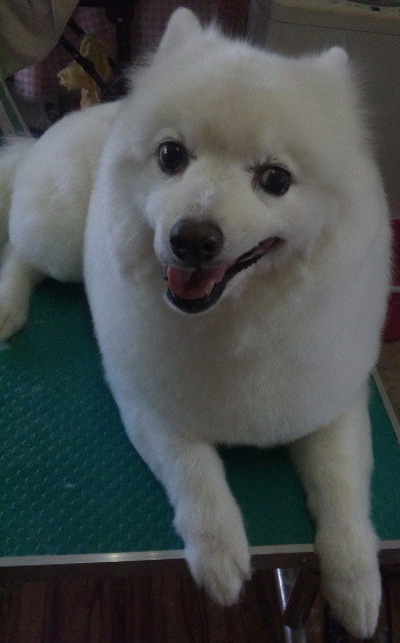 タックちゃん 山形市ペットサロンわんニャンシャンプー