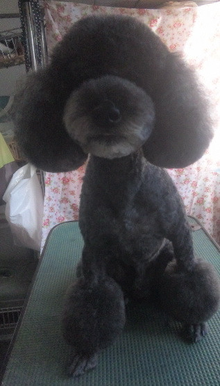 プー一家さん 山形市ペットサロンわんニャンシャンプー