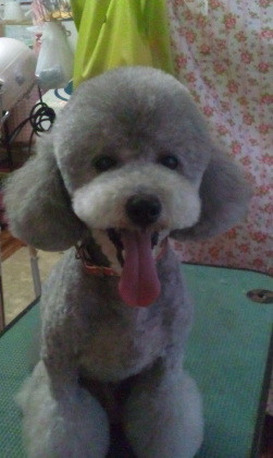 プー一家さん 山形市ペットサロンわんニャンシャンプー