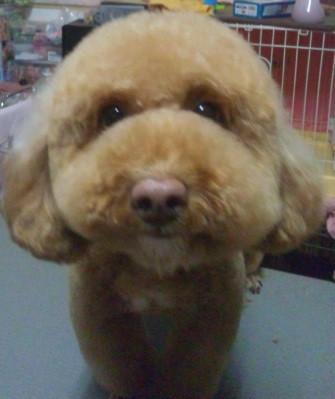 うにちゃん 山形市ペットサロンわんニャンシャンプー