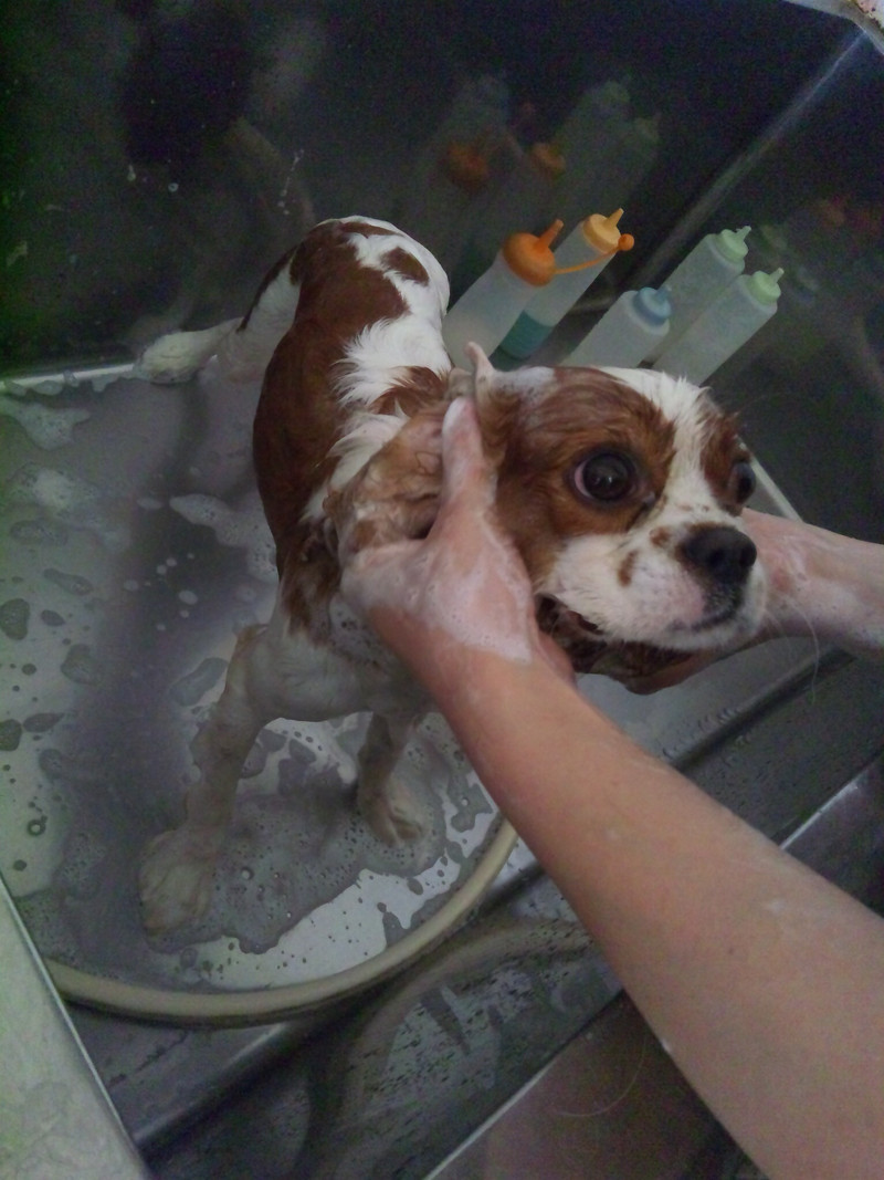 まるちゃん 山形市 ペットサロン わんニャンシャンプー