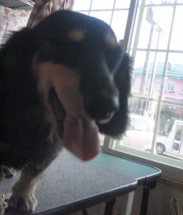 クーちゃん 山形市ペットサロンわんニャンシャンプー