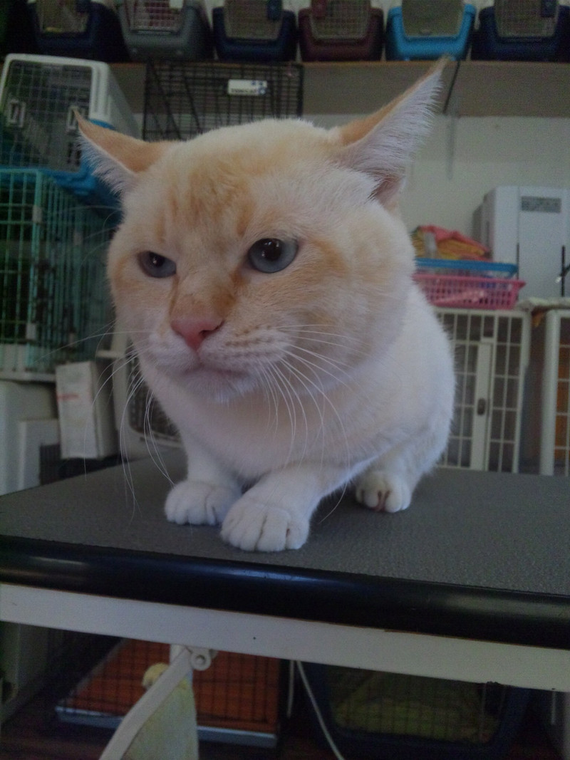 アイルちゃん 山形市ペットサロンわんニャンシャンプー