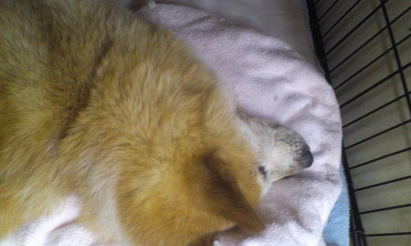 チョビちゃん 山形市ペットホテルわんニャンシャンプー