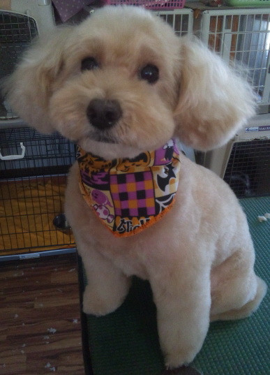 クレアちゃん 山形市ペットサロンわんニャンシャンプー