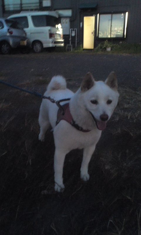 ココちゃん ペットホテルわんニャンシャンプー