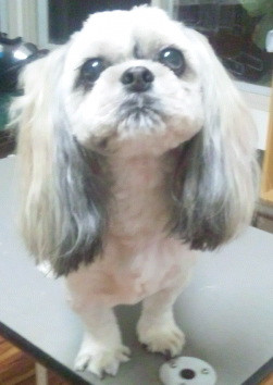 キューちゃん 山形市ペットサロンわんニャンシャンプー