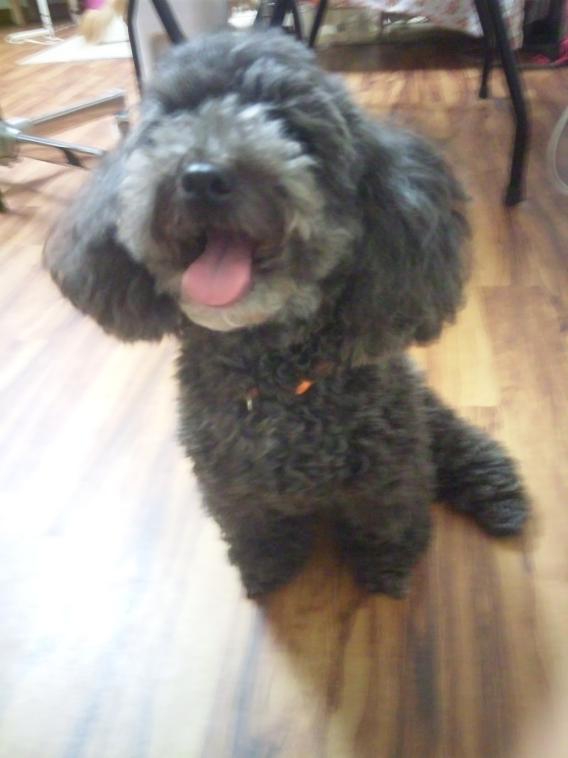 アルちゃんすずちゃん ペットホテルわんニャンシャンプー