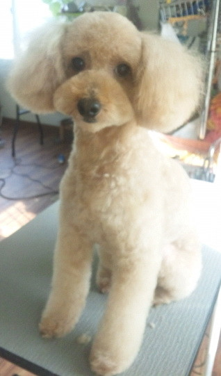 ショコラちゃん 山形市ペットサロンわんニャンシャンプー