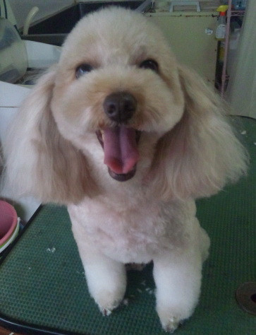 ココアちゃん 山形市ペットサロンわんニャンシャンプー