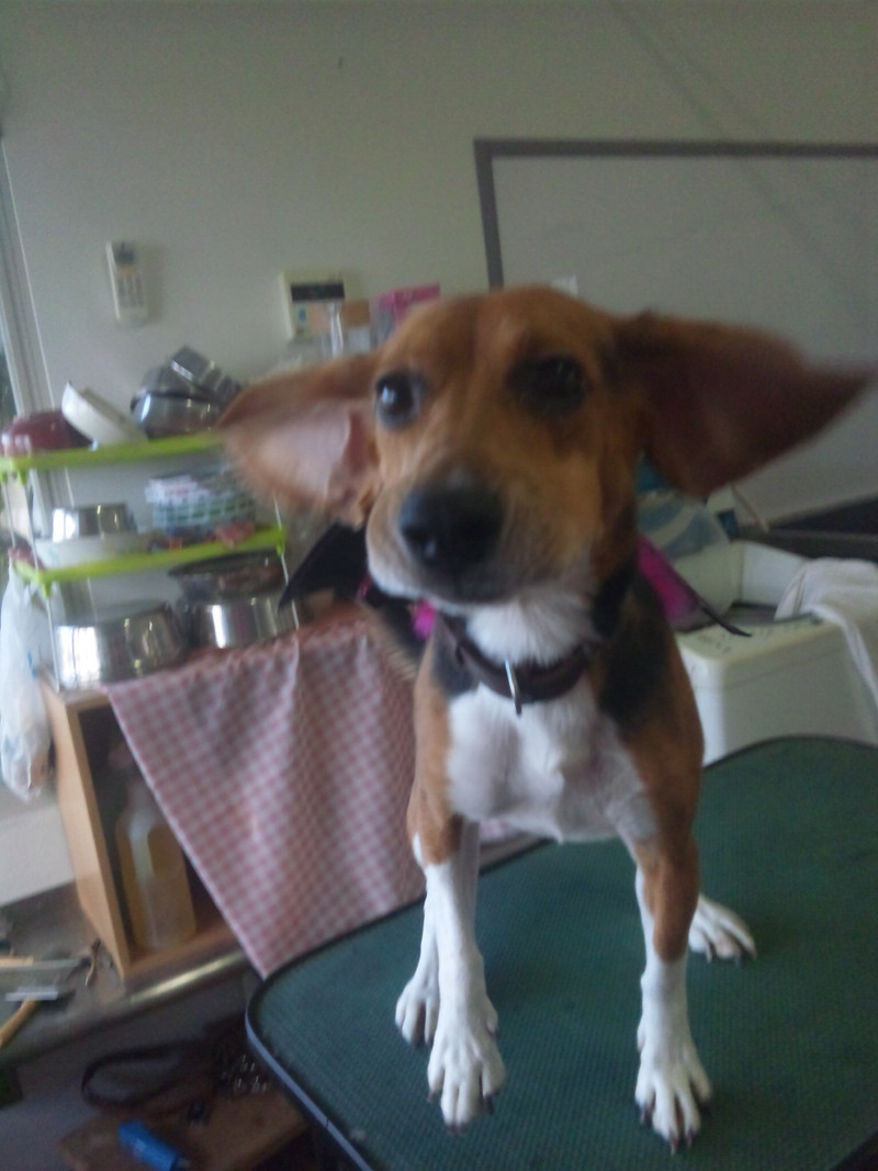 リッキーちゃん 山形市 ペットサロン わんニャンシャンプー