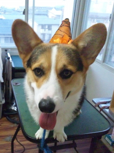 ヒロくん 山形市 ペットサロン わんニャンシャンプー