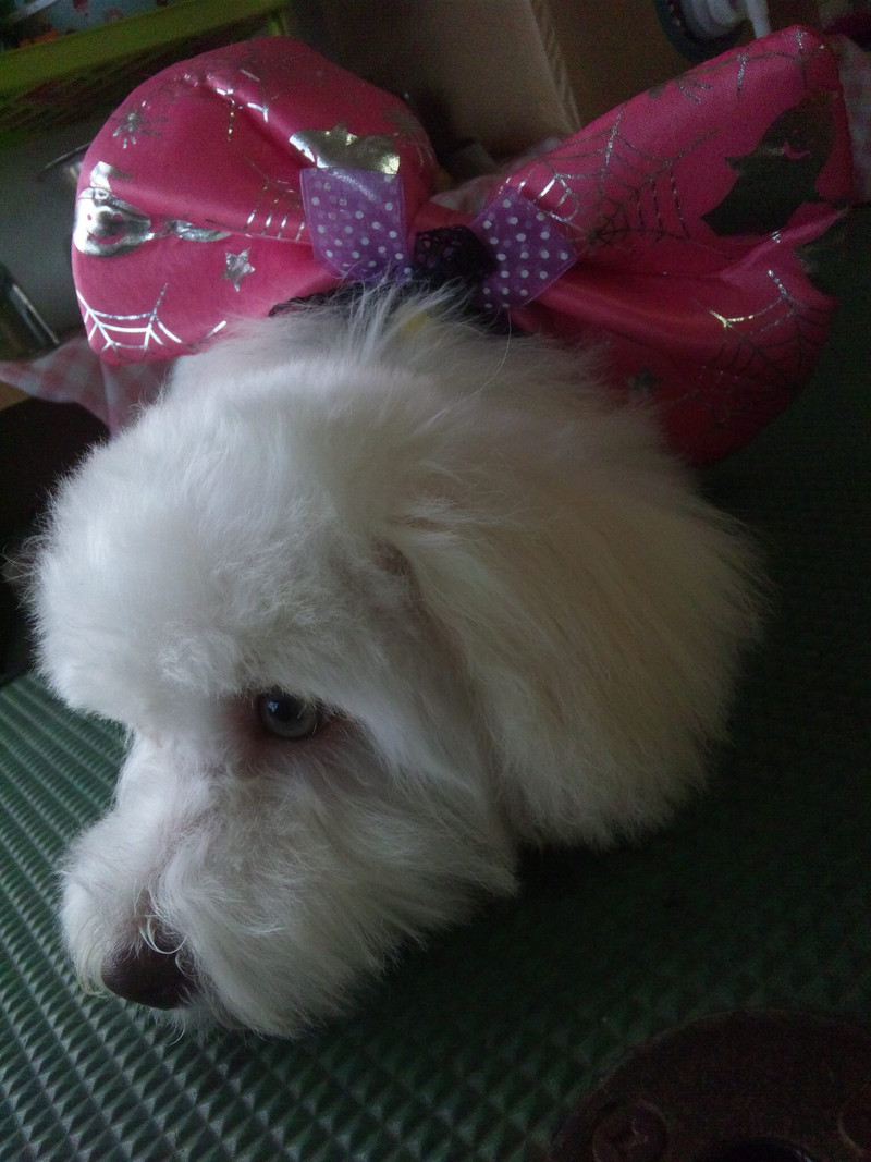 しろっぷちゃん 山形市 ペットサロン わんニャンシャンプー