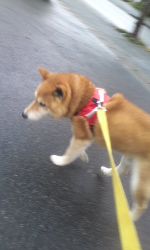 三四郎ちゃん 山形市ペットホテルわんニャンシャンプー