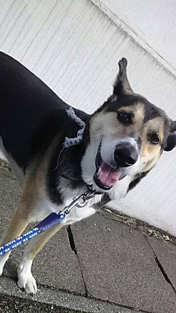 太助ちゃん　山形市　ペットホテル　わんニャンシャンプー