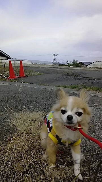 チョコちゃん　山形市　ペットホテル　わんニャンシャンプー