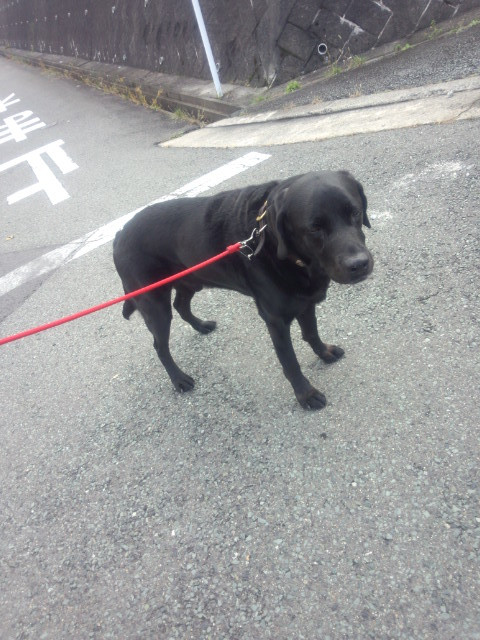 ノアちゃん 山形市 ペットホテル わんニャンシャンプー