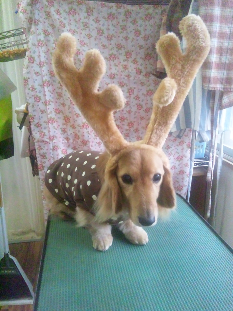 ムーちゃん 山形市ペットサロン わんニャンシャンプー