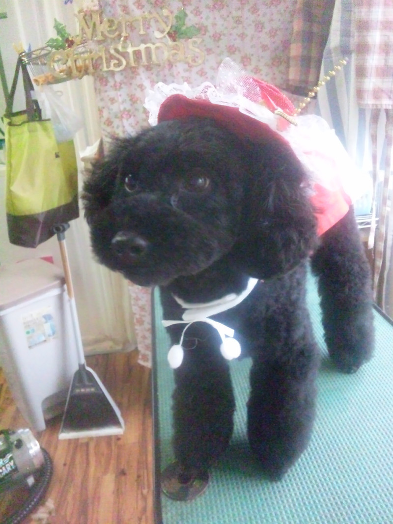 クールちゃん 山形市 ペットサロン わんニャンシャンプー