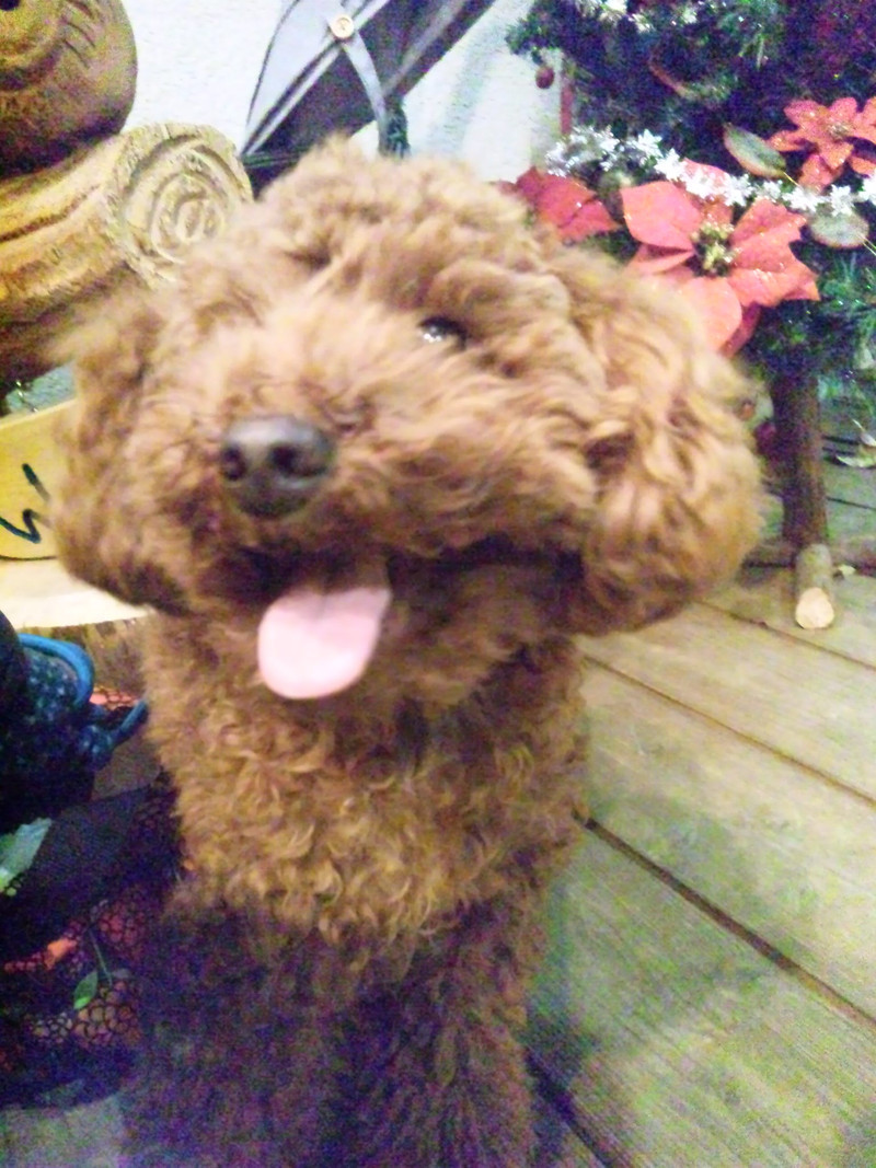 アルフちゃん 山形市ペットホテル わんニャンシャンプー