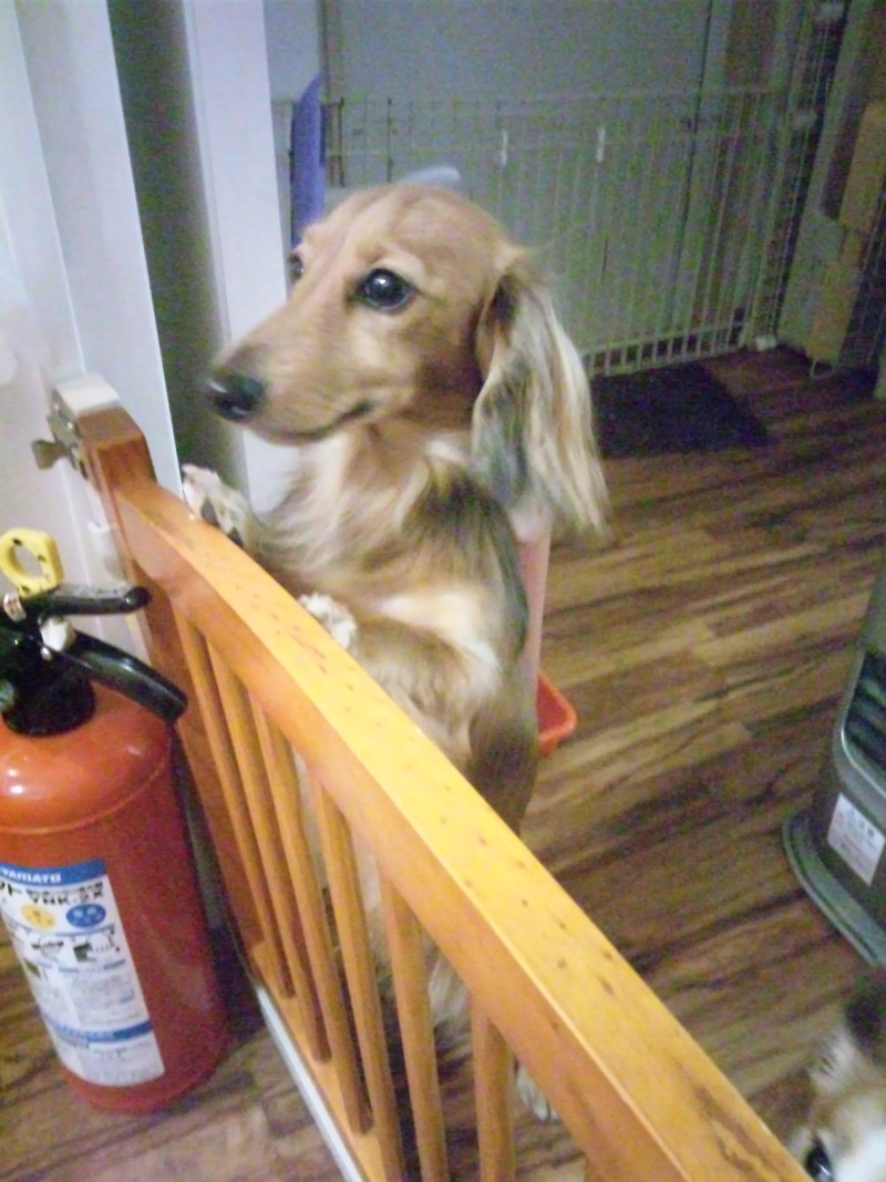 アルちゃん 山形市 ペットホテル わんニャンシャンプー