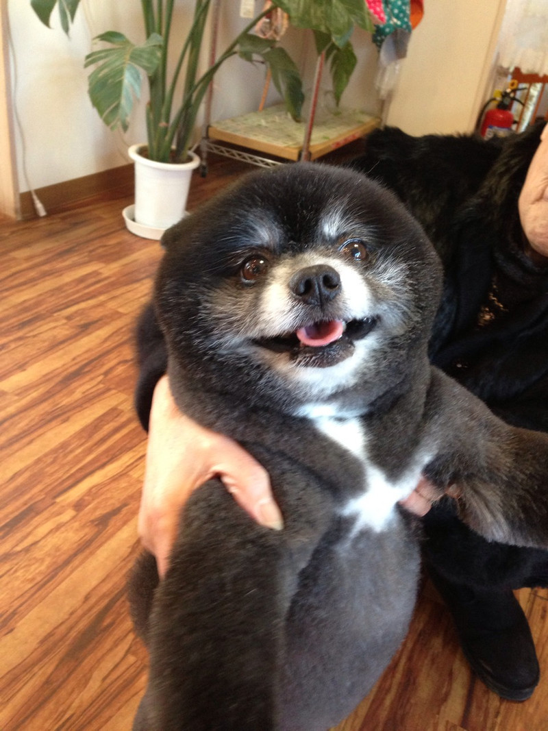 ごん太ちゃん 山形市 ペットサロン わんニャンシャンプー