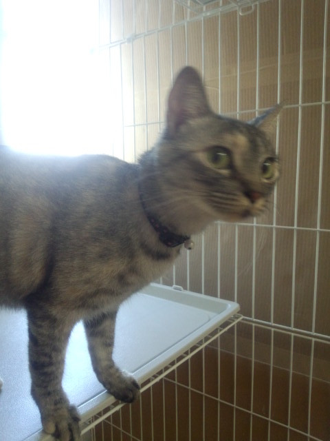 パンちゃん 山形市 ペットサロン わんニャンシャンプー