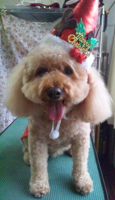 ノルドちゃん 山形市ペットサロン わんニャンシャンプー