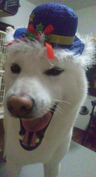 シロちゃん 山形市ペットサロンわんニャンシャンプー