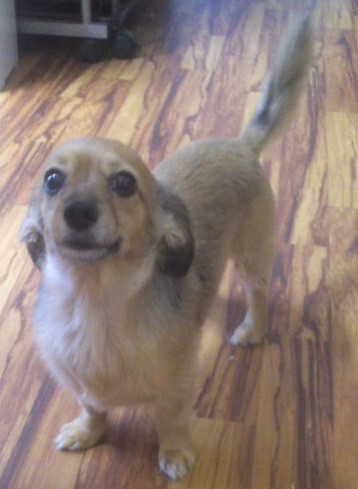 うなぎちゃん 山形市ペットホテル わんニャンシャンプー