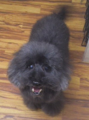 カーフェイちゃん 山形市ペットホテル わんニャンシャンプー