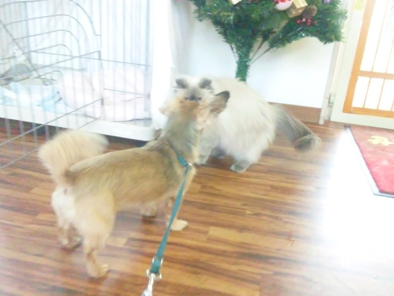 うなぎちゃん 山形市 ペットホテル わんニャンシャンプー