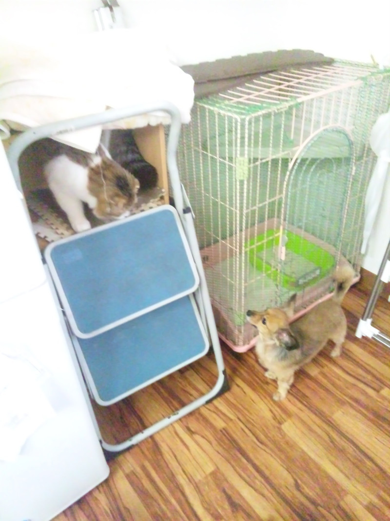 うなぎちゃん 山形市 ペットホテル わんニャンシャンプー