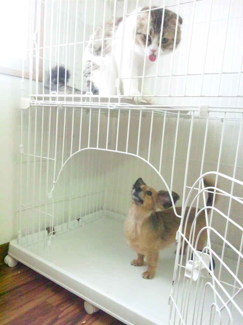 うなぎちゃん 山形市 ペットホテル わんニャンシャンプー