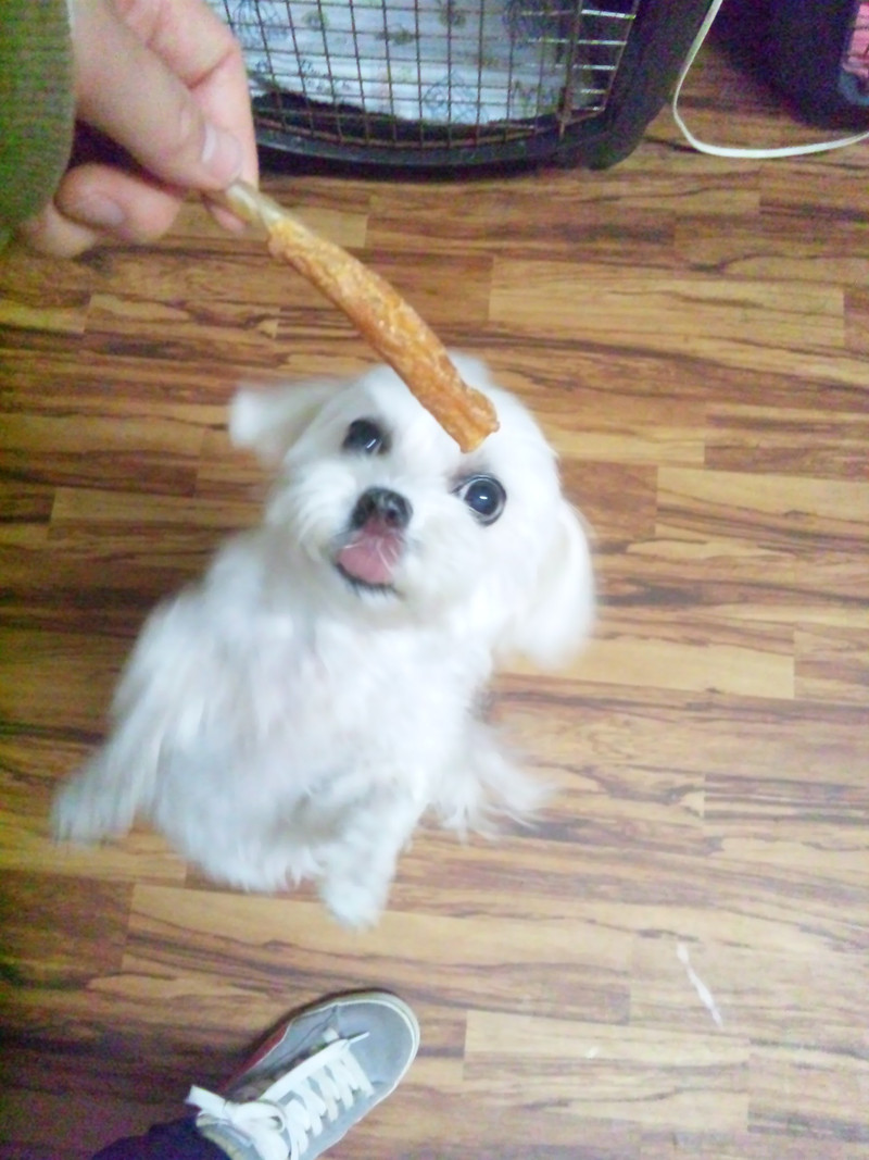 モモちゃん 山形市 ペットホテル わんニャンシャンプー